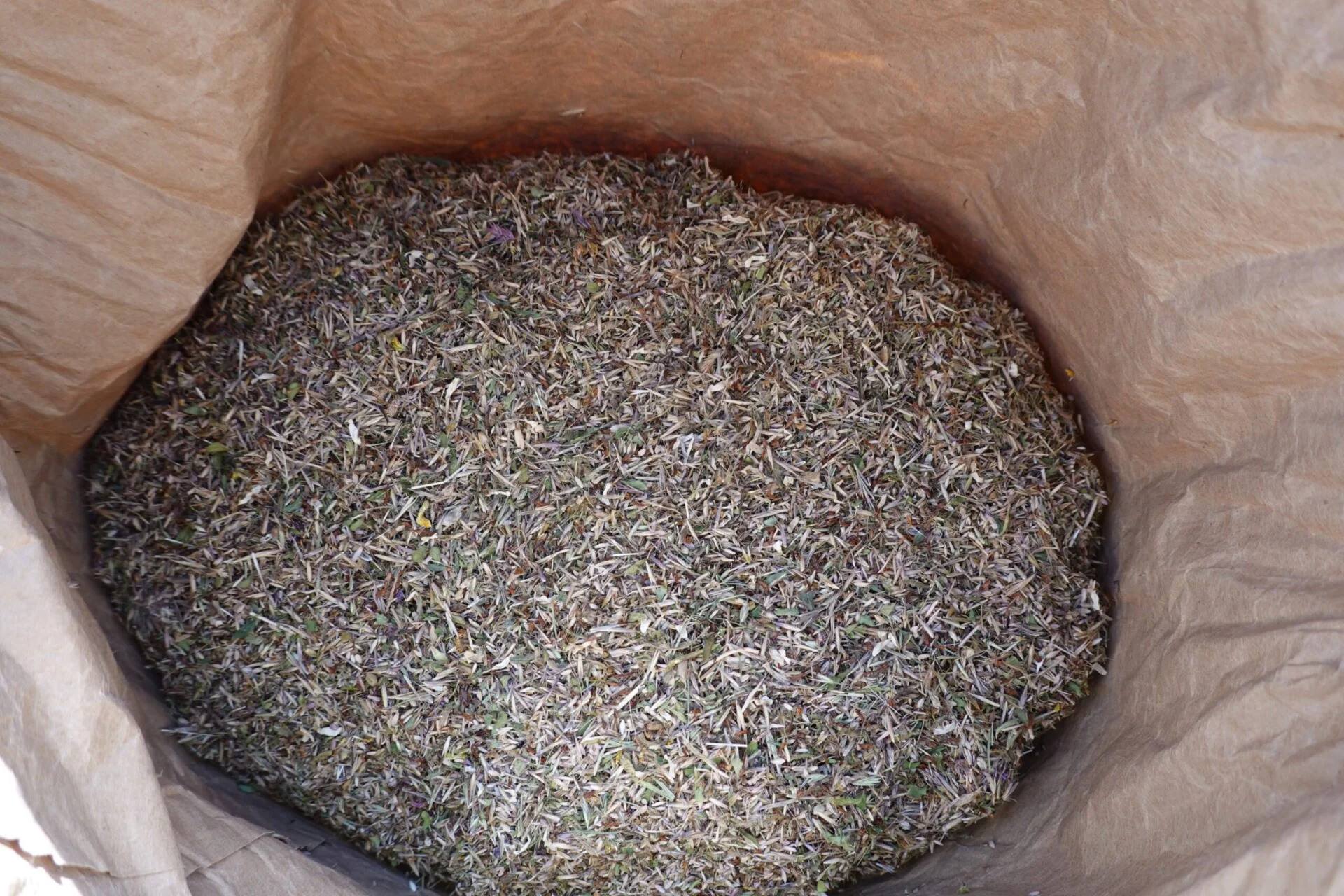 Saatgut Semenza Retica (Foto © Andreas Bosshard)