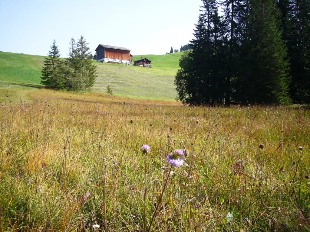 Hochmoor Fulried am Stelserberg in Schiers (Foto © oekoskop)